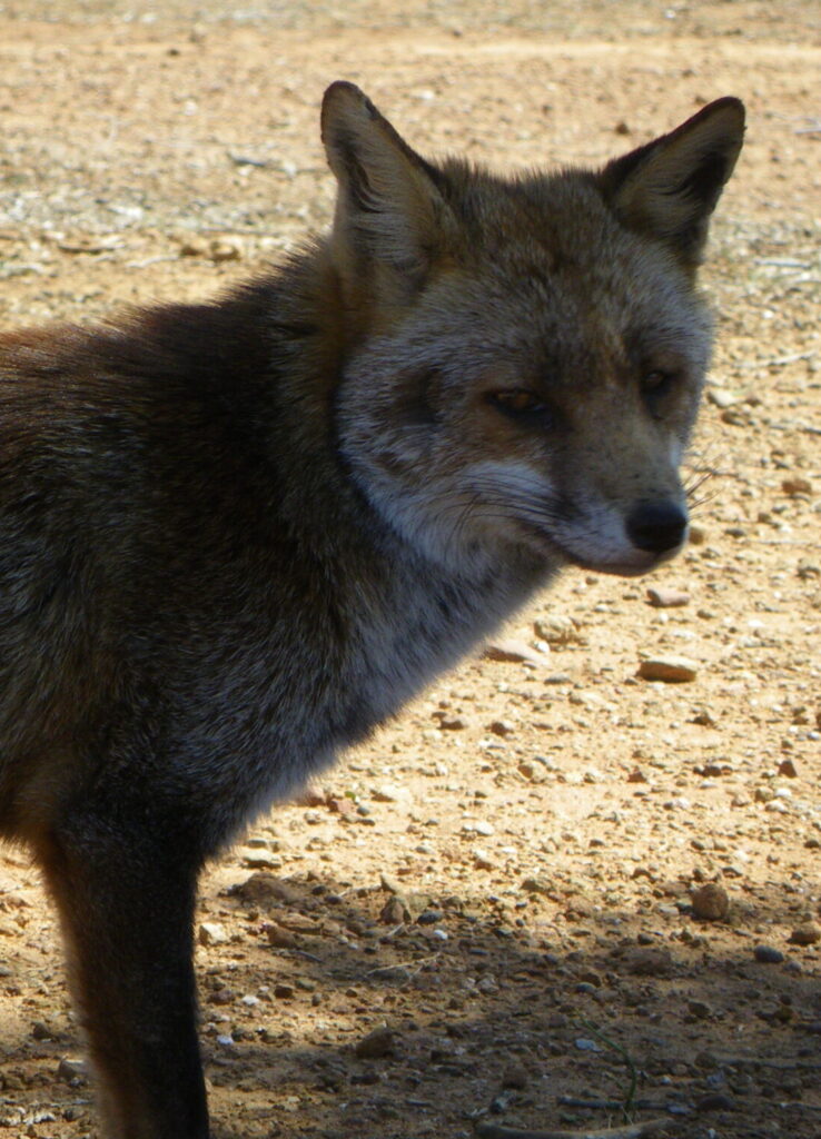 Frisches, FUCHS und Feuer