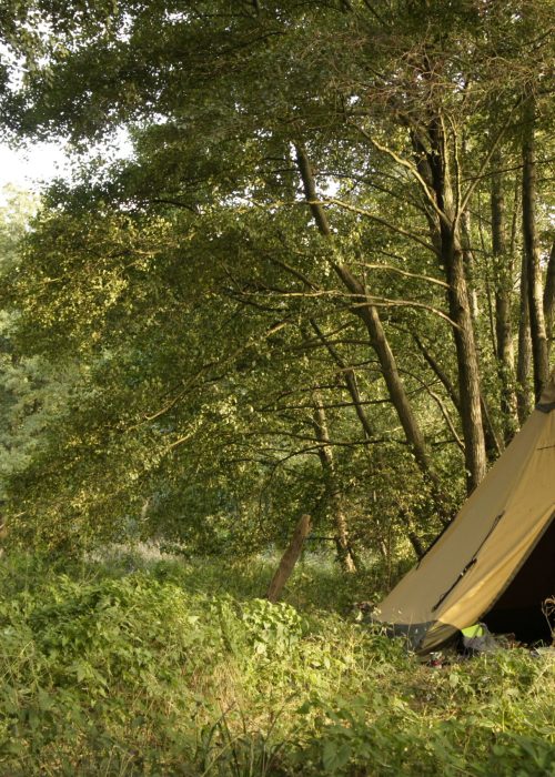 Erlenbruch am Silbersee| Foto C. Thiesen